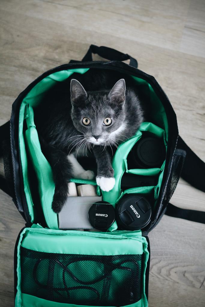 Pets Backpacks {Cats}