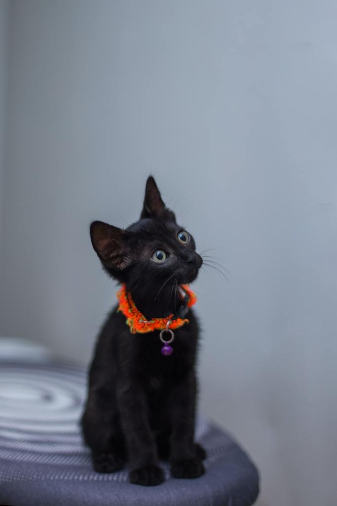 Pets Harnesses {Cats}